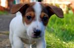 Jack Russell Terrier raza estándar