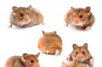 Especies de hamsters con fotos