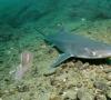 Ryklių užpuolimas Juodojoje jūroje - realybė ar ne