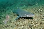 Ryklių užpuolimas Juodojoje jūroje - realybė ar ne