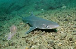 Atak rekinów na Morzu Czarnym - rzeczywistość czy nie