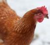 Co może być zawarte w diecie kurczaków?