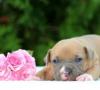Staffordshire Terrier: el personaje del perro y consejos para el dogman principiante