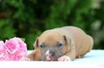 Staffordshire Terrier: charakter psa i porady dla początkującego dogmana