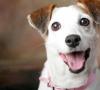 Jack Russell Terrier - historia formacji, opis rasy i niuanse edukacji