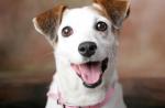 Jack Russell Terrier - historia de la formación, descripción de la raza y matices de la educación
