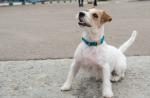 Jack Russell Terrier - Pies - Styl życia
