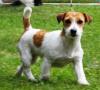 Jack Russell Terrier - Dog - Lifestyle