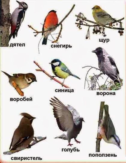 Птицы Подмосковья Фото С Названиями
