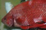 Enfermedades de peces de acuario: signos externos, tratamiento y fotos