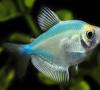 Ryby trní: popis, reprodukcia, starostlivosť