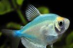 Ryby trní: popis, reprodukcia, starostlivosť