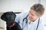 Hlavné príznaky a liečba pyometry u psov