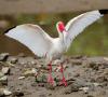 ibis چه شکلی است؟  پرنده ایبیس.  شیوه زندگی و زیستگاه پرنده ایبیس.  محدوده، زیستگاه
