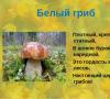 Prezentacja biologii na temat grzybów