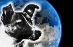 Łajka jako pierwsza poleciała w kosmos Łajka jest pierwszym psem