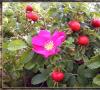 Rosa de parque (rosa silvestre): características de la especie