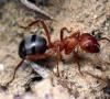 Как размножаются фараоновы муравьи, матка