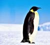 دایره المعارف پنگوئن ها: از کوچک تا امپراتور