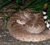 ¿Cómo se reproducen las serpientes de cascabel?