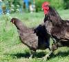 Jerseyské obrie kurčatá: vtáky neuveriteľnej veľkosti