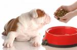 دستور العمل های غذای سگ طرز تهیه غذای خانگی سگ