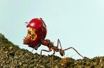 Los datos más interesantes sobre las hormigas para niños. Descripción de la vida de las hormigas.
