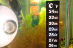 دمای مطلوب ماهی در آکواریوم و نحوه نگهداری آن دمای بهینه برای آکواریوم چقدر است؟