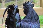 Raza de pollos Maran negro y cobre: ​​gallinas francesas productivas