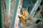 سنجاب ها در پارک چه تغذیه می کنند و سنجاب ها چه چیزی را دوست دارند؟