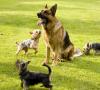 Kritériá výberu a vlastnosti starostlivosti o šteniatko nemeckého ovčiaka