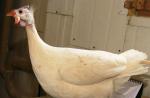 چگونه مرغ هندی ماده را از نر تشخیص دهیم؟