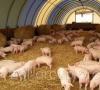 Cama de fermentación para cerdos, capa de red de cama biológica Cama de aserrín para cerdos con bacterias