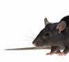 La rata más grande del mundo: descripción, características y datos interesantes.