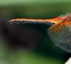 ¿Qué comen las libélulas y sus larvas? Insecto libélula