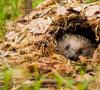 Prečo ježkovia hibernujú