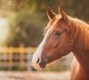 نحوه نامگذاری اسب: انتخاب نام مستعار مناسب برای کره اسب پسرانه