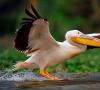 Pelikán je symbolom rodičovskej lásky Kam dá vták pelikán rybu?