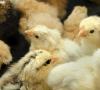 Diarrea en pollos: causas y tratamiento.