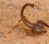 Škorpión: zaujímavosti, fotografie a stručný popis Škorpión nie je hmyz
