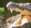 تمساح ها چه می خورند کروکودیل چه می خورد؟
