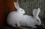 Párenie králikov - všetko najcennejšie a najzaujímavejšie