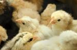 โรคอุจจาระร่วงในไก่: สาเหตุและการรักษา