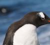 Fakty o tučniakoch 5 zaujímavých faktov o tučniakoch