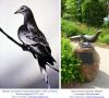 นกพิราบโดยสารเป็นตัวอย่างหนึ่งของการทำลายล้างโดยตรงโดยมนุษย์ นกที่สูญพันธุ์แล้วมีรูปร่างหน้าตาคล้ายนกพิราบชื่ออะไร?