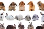 تلاقی نژادهای مختلف خرگوش