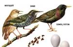 Škorec - sťahovavý vták Biotop pre vtáky škorec