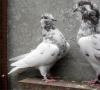Descripción de la apariencia y características del entrenamiento de las palomas bravas de Bakú. Raza de palomas bakuvianas de cabeza blanca y negra.