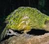 Rūšis: Strigops habroptilus = Kakapo, pelėdos papūga Neskraidanti naktinė papūga