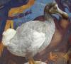Dodo lub ptak dodo: opis i ciekawostki Ciekawe fakty na temat ptaka